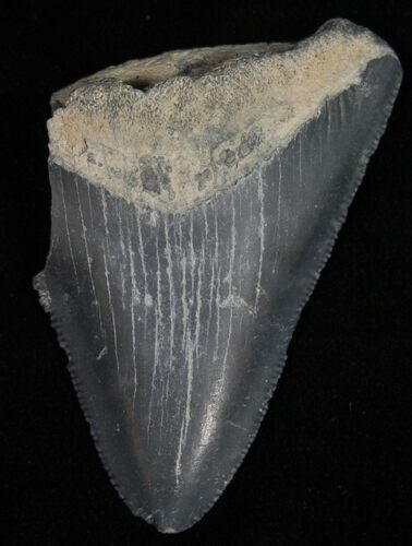 Bargain Bone Valley Megalodon Tooth #11086